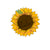 Sunflower (PNG)
